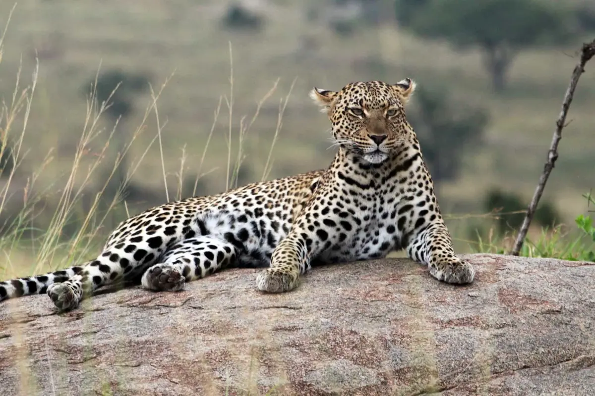 Leopard resting on a rock in the Serengeti